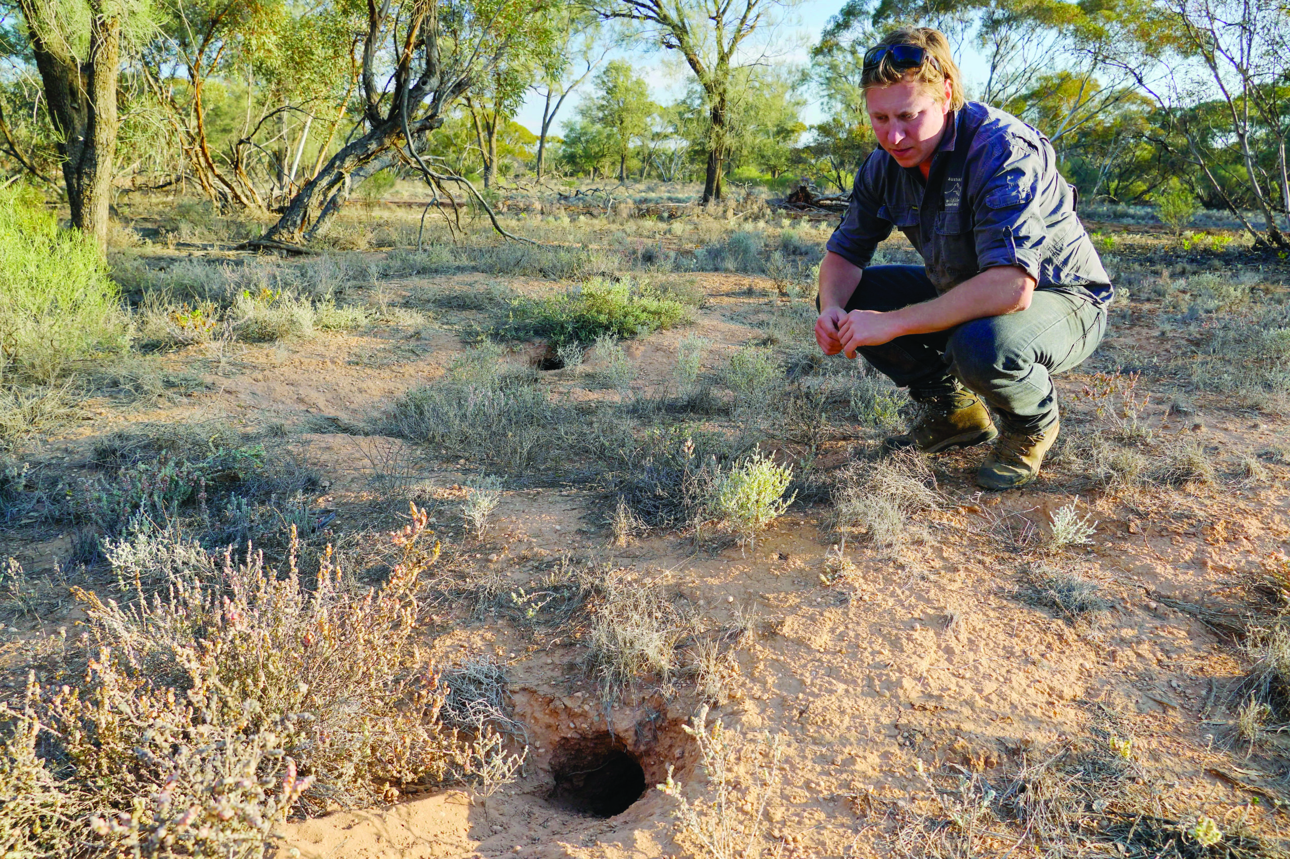 Laurence Berry observes a Bilby Burrow