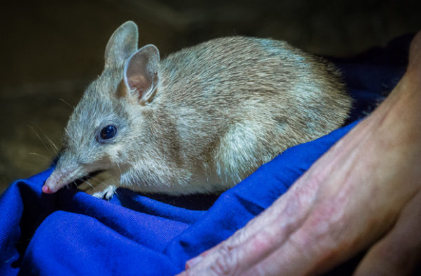 What Is Awc Doing Brad Leue Western Barred Bandicoot