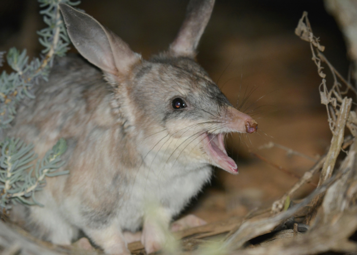 50 bilbies were released outside the breeding pen and into the wider fenced area at Mallee Cliffs National Park in western NSW.