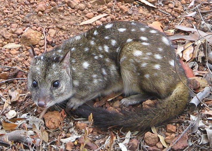 6. Western Quoll