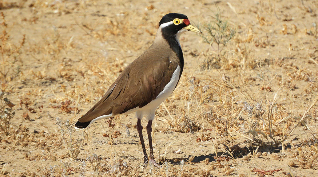 Banded Lapwing (2) 1