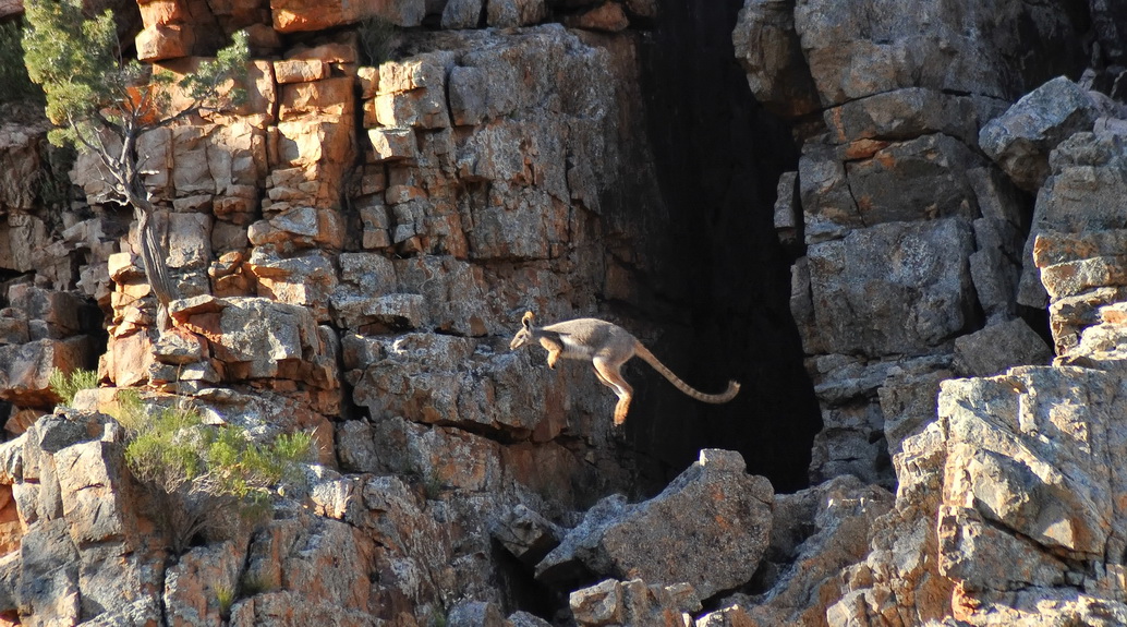 Yellow Footed Rock Wallaby Leaping At Buckaringa Wildlife Sanctuary