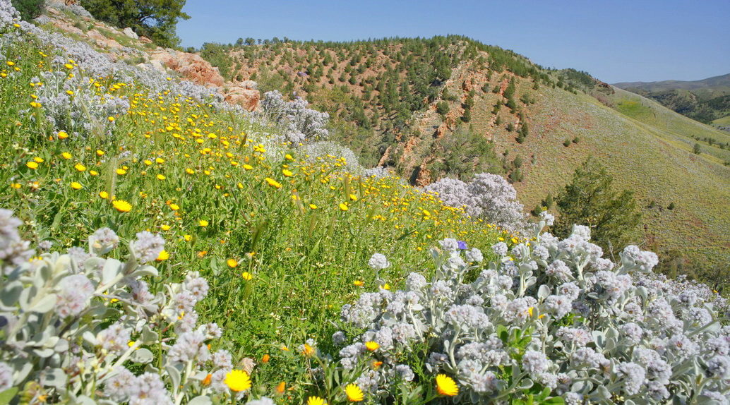 Wildflowers Grow On The Hillsides Of Buckaringa Wildlife Sanctuary