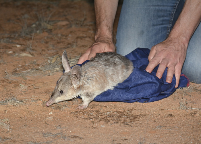 Bilby Release At Mallee Cliffs National Park In Nsw