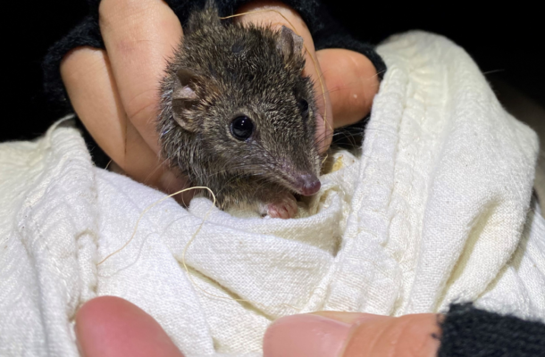 Brown Antechinus discovered during recent surveys at North Head Sanctuary - cropped image