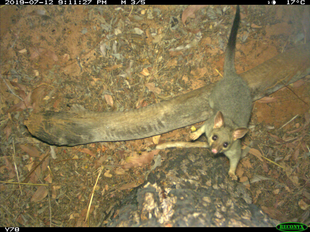 Brushtail Possum At New Site Min2