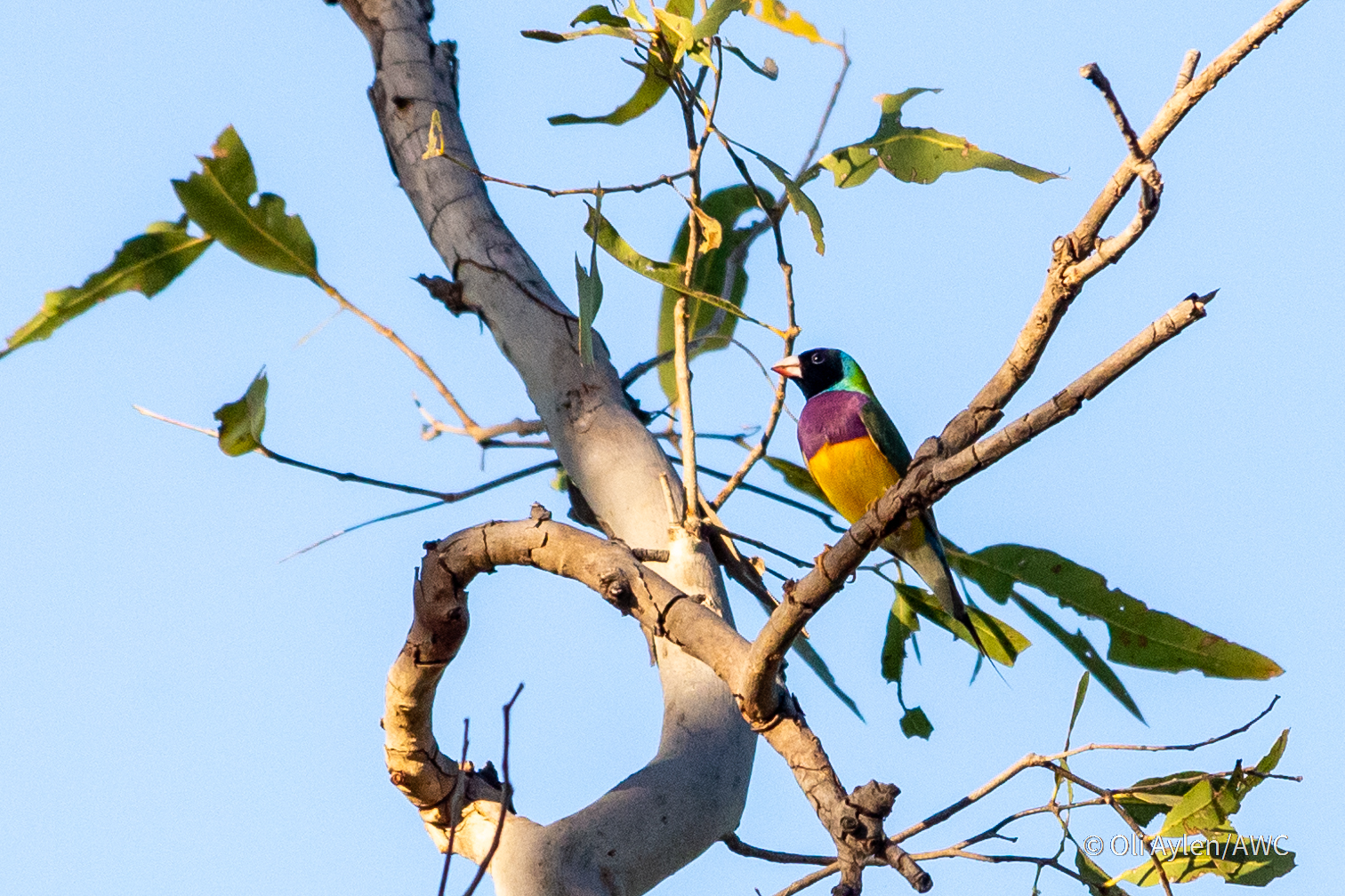 Bullo River Station is home to the endangered Gouldian Finch (Chloebia gouldiae)