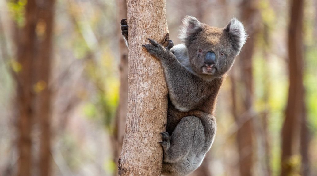 Kangaroo Island WRR Koala Brad Leue