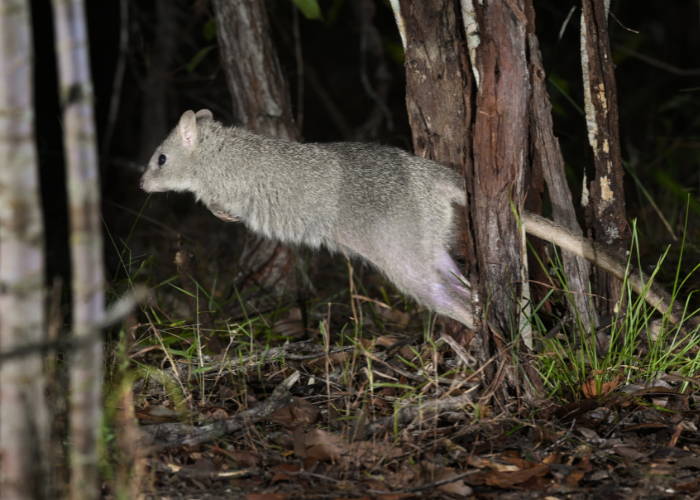Leaping to protect - new hope for the endangered Northern Bettong thanks to a federal government grant.