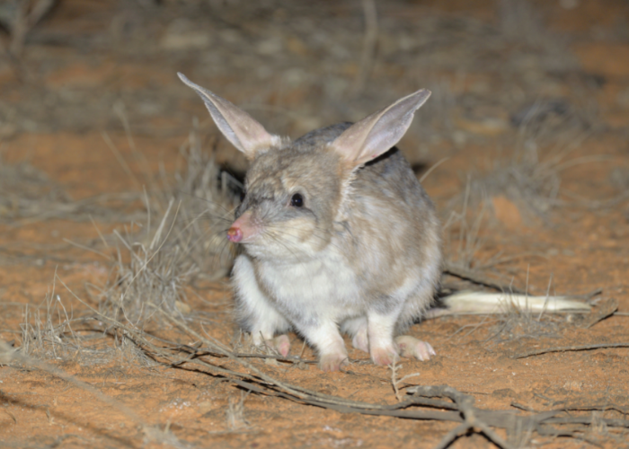 Over the last 18 months, the 50 bilbies reintroduced at Mallee Cliffs have successfully doubled in numbers to over 120 individuals.
