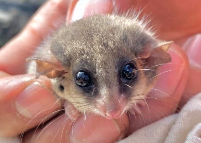 The pods will assist wildlife such as the Eastern Pygmy Possum (pictured) in seeking refuge from the elements and providing a place to hide from predators.