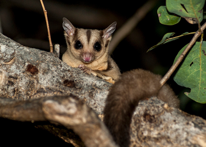Optus has partnered with the Australian Wildlife Conservancy (AWC) to raise in excess of $50,000 to protect the species and raise awareness of their plight.