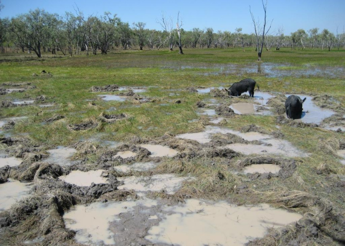 Funds will be used to deal with environmental pests across 400,000 hectares of land, with a particular focus on feral pigs.