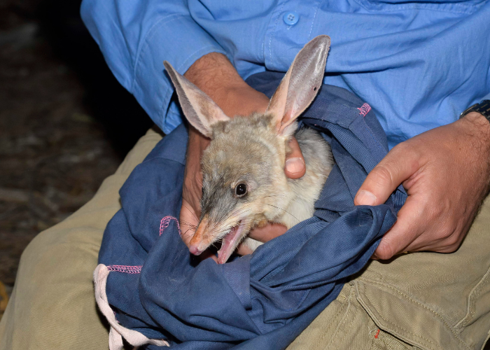 An endangered Greater bilby being released into the feral predator-proof fenced area in Pilliga National Park.