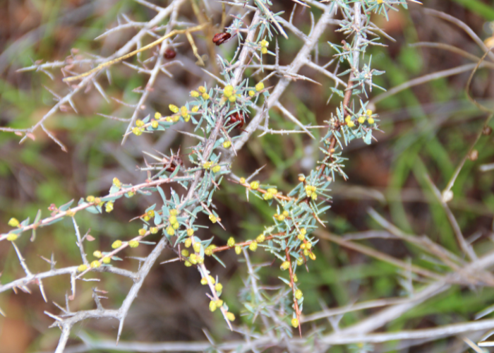 Gibson Wattle is found only in Western Australia and is protected on AWC’s Mt Gibson Wildlife Sanctuary in the WA Wheatbelt. 