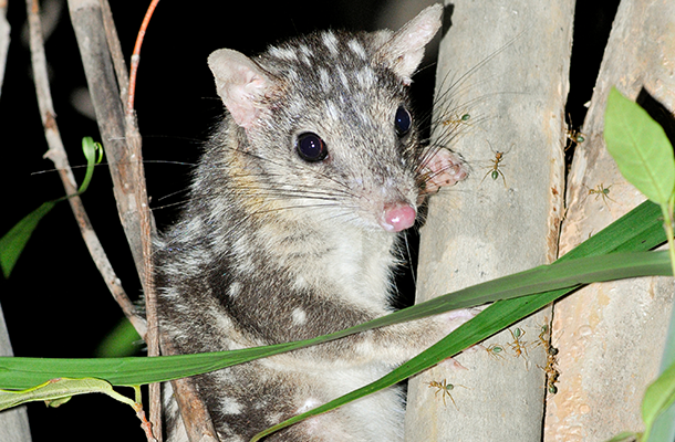 Wildlife Matters Feature Image Issue 19 © Wayne Lawler Northern Quoll