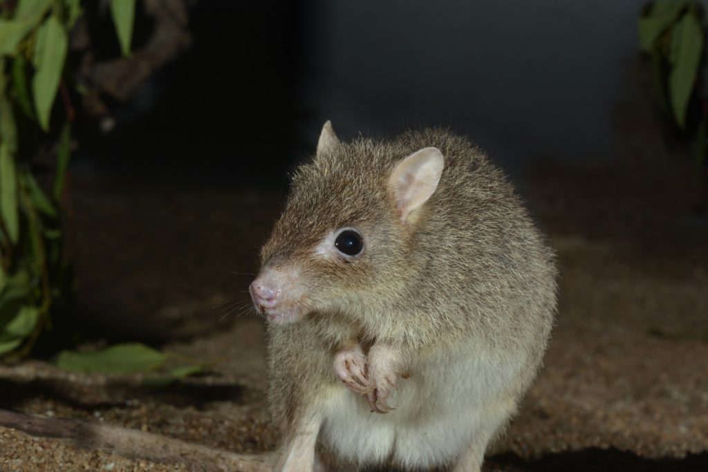 Northern Bettong In Captivity.