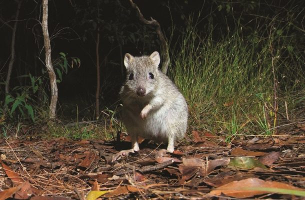 Northern Bettong In Danbulla National Park, North Queensland.