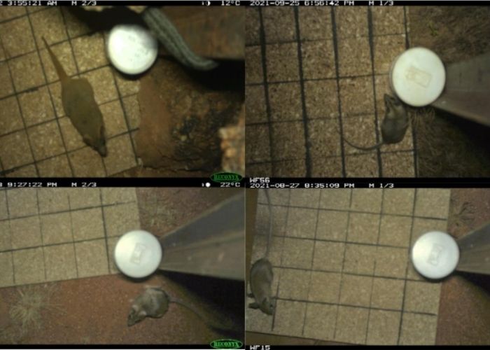 A series of mammals detected on the Wooleen camera trap array: Woolley's Antechinus (top left), suspected Striped-faced Dunnart (top right), suspected Kultarr (bottom left) and Spinifex Hopping-mouse (bottom right).
