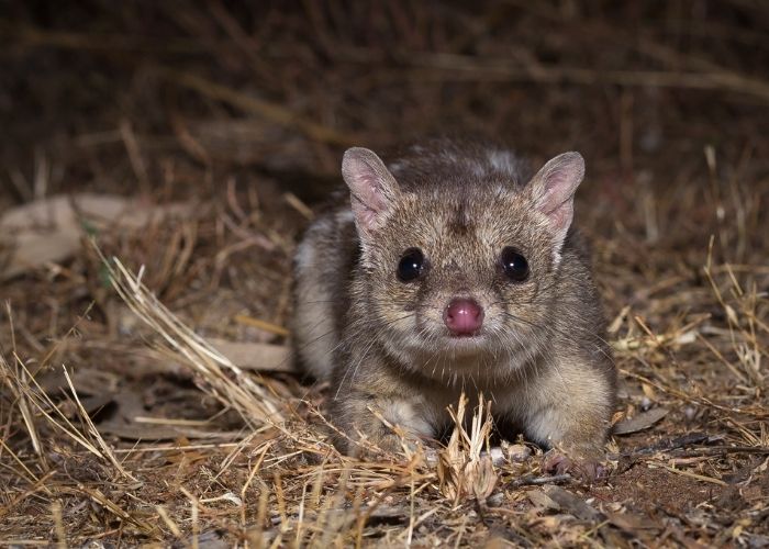 AWC is currently monitoring populations of Northern Quolls at Charnley River-Artesian Range Wildlife Sanctuary as part of a larger research program to conserve the future of the endangered species.