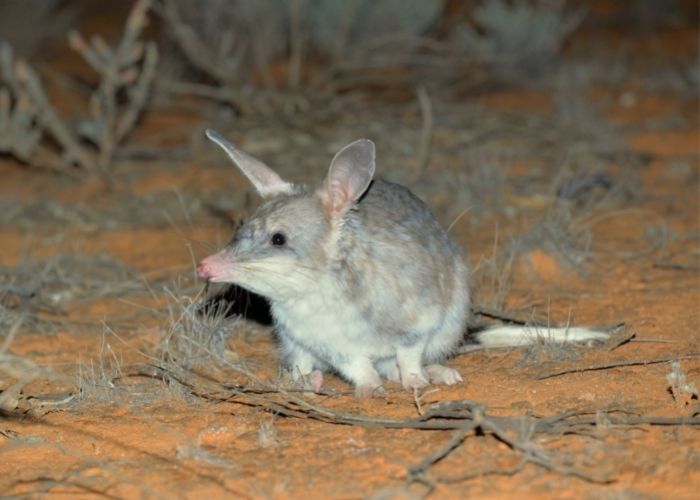 Bilby released into the wider Mallee Cliffs National Park feral predator-free area.