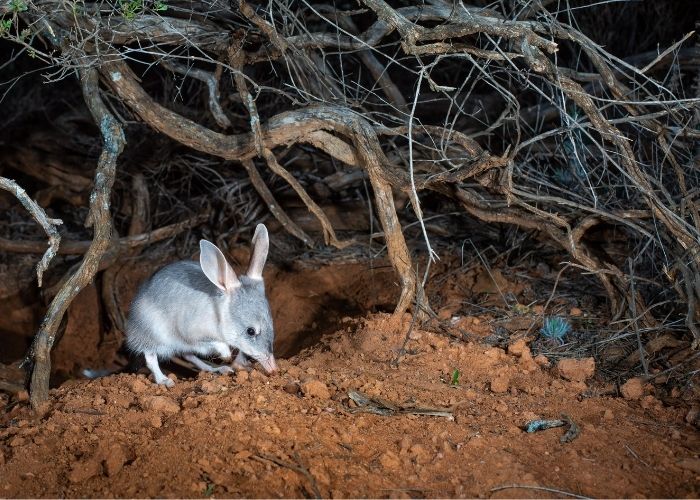 Bilby emerges from a burrow within the breeding area at Pilliga State Conservation Area where they were reintroduced in 2018.