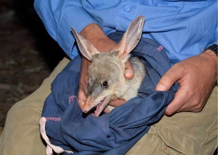 Healthy rainfall has contributed to the slow recovery of the Bilby population at Yookamurra Wildlife Sanctuary in SA.