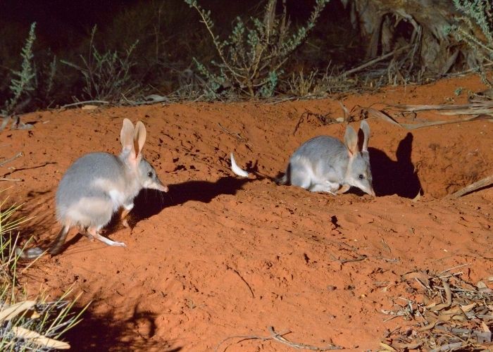 A couple of iconic Bilbies digging around a burrow at Scotia Wildlife Sanctuary where they've been protected in a feral predator-free area since 2010.