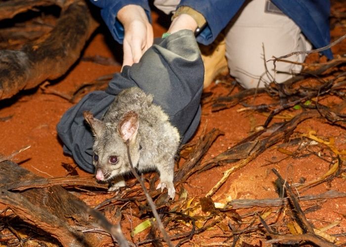 Believe it or not, the Brushtail Possum is a rare species in arid inland Australia. It is the first species which has been translocated into the unfenced landscape at Mt Gibson.  