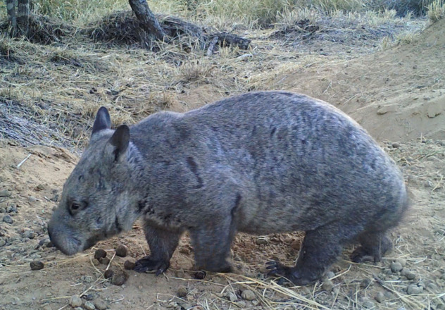 Northern Hairy-nosed Wombat 
