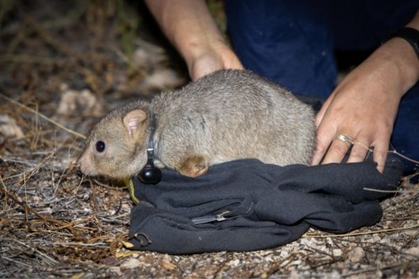 At Newhaven, the Burrowing Bettongs are expected to help restore key ecosystem processes that will benefit other species by digging and turning over soil. 