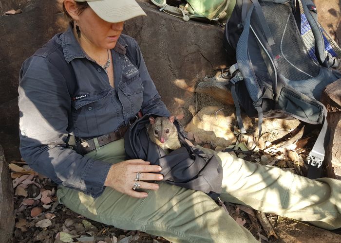 In 2018, a camera trap image of a Scaly-tailed Possum at Bullo River Station revealed that the species was present outside WA, but ecologists had not been able to lay hands on one until four years later.