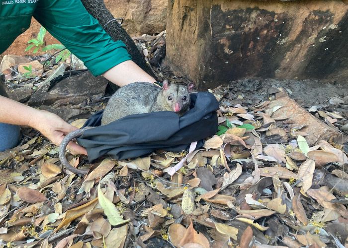 This Scaly-tailed Possum is the first ever caught by scientists in the Northern Territory. AWC ecologists carried out the targeted survey at Bullo River Station.