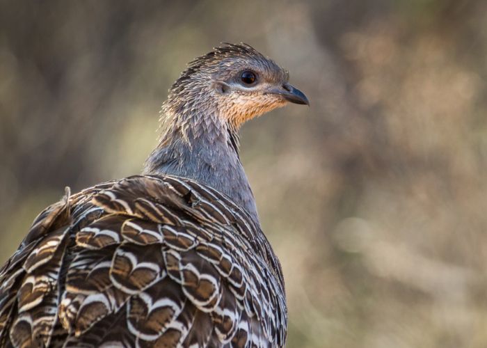 A Malleefowl has been sighted at Dakalanta for the first time since AWC took on management of the sanctuary twenty years ago.