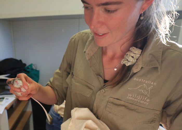 Field Ecologist Jessica Holding conducts a health check on a Mitchell's Hopping-mouse bred as part of a breeding program Monarto Zoo operated by Zoos SA.