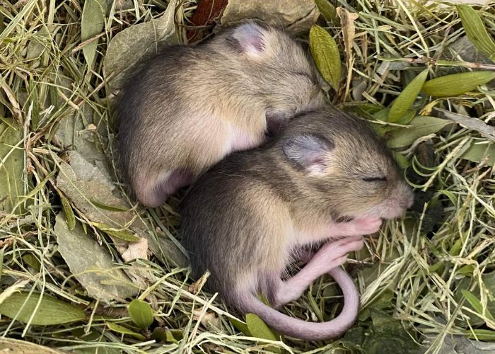 AWC and Zoos SA have collaborated on a captive breeding program for the Mitchell’s Hopping-mouse since 2019.