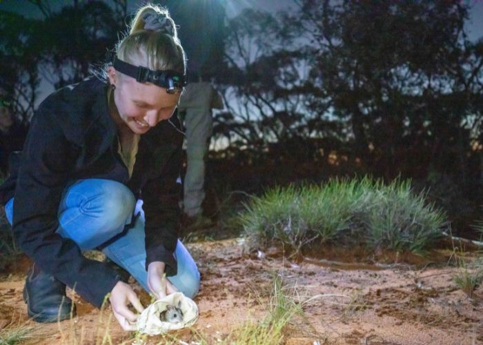 Field Ecologist Grace Hornstra releases a Mitchell's Hopping-mouse into the feral predator-free area at Mallee Cliffs National Park.