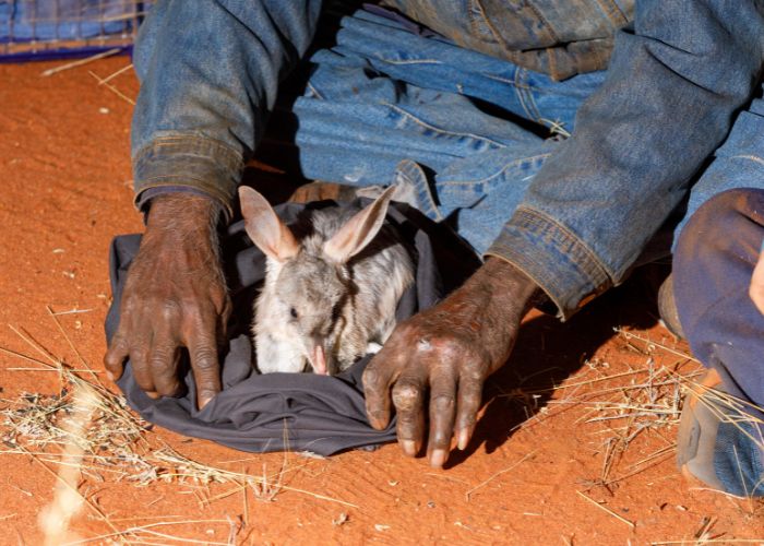 Pictured is one of the 34 individuals who flew from Currawinya to join 32 other Bilbies at Newhaven Wildlife Sanctuary.