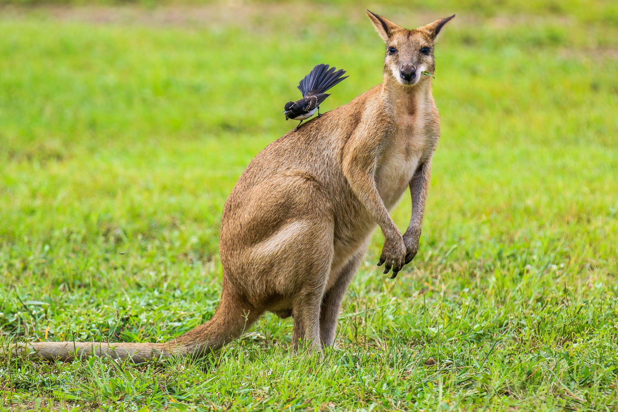 Wallaby and Wagtail Piccaninny