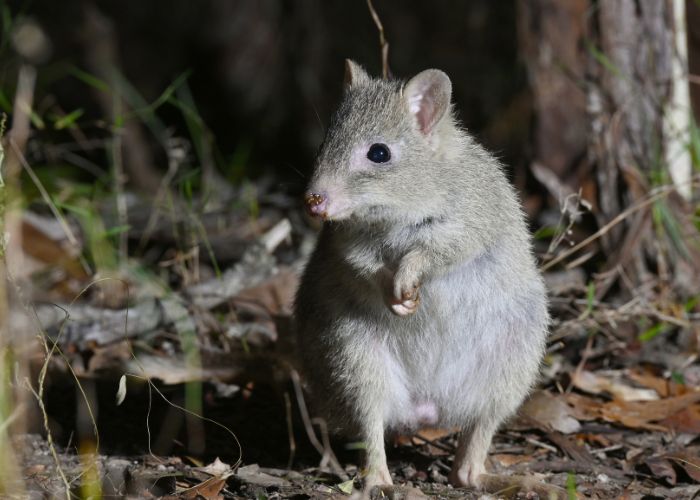 Once complete and declared feral predator-free, AWC will establish a population of the Northern Bettong which is listed among the 20 Australian mammals at greatest risk of extinction in the next 20 years.
