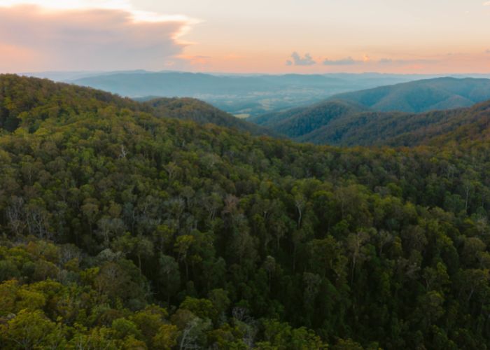 The lush, welcoming landscape of AWC's newest sanctuary, home to many forest-dwelling species not currently found within AWC's network of sanctuaries and partnership areas.