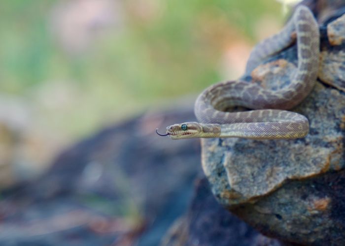 A Rough-scaled Python, one of Australia’s rarest reptiles. 