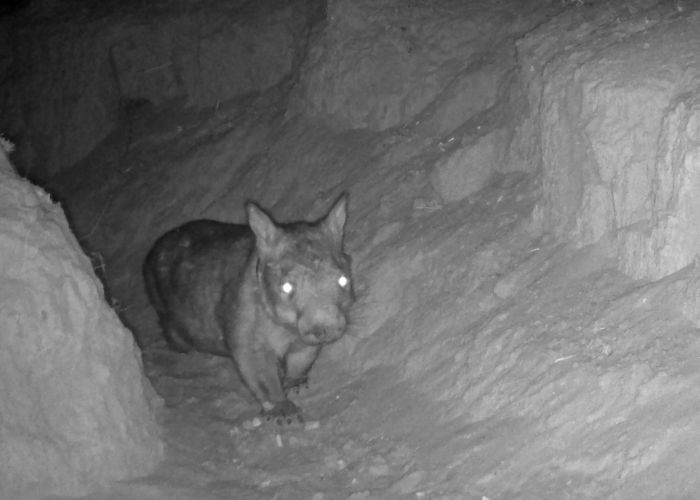 A GPS-collared Northern Hairy-nosed Wombat leaving its burrow. The species is rarer than the Giant Panda and monitoring data will help further our understanding of their behaviour and habitat use.